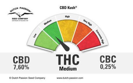 Dutch Passion - CBD Kush - Image 2