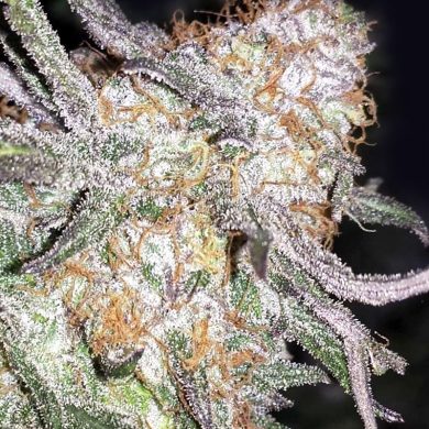 Divine Seeds - Afghan Original