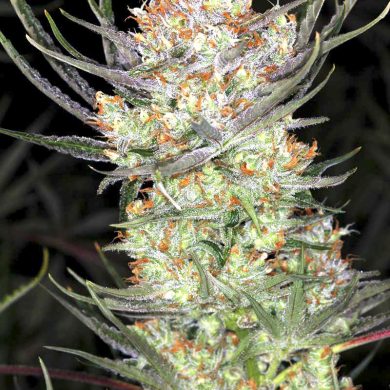 Divine Seeds - Auto AK-47 XL