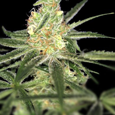 Divine Seeds - Auto Afghan Bullet