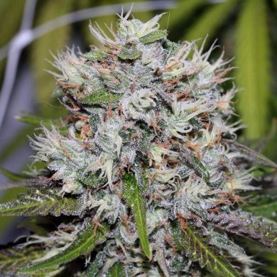 Divine Seeds - Auto Amnesia