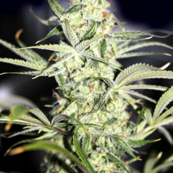 Divine Seeds - Auto Big Bang