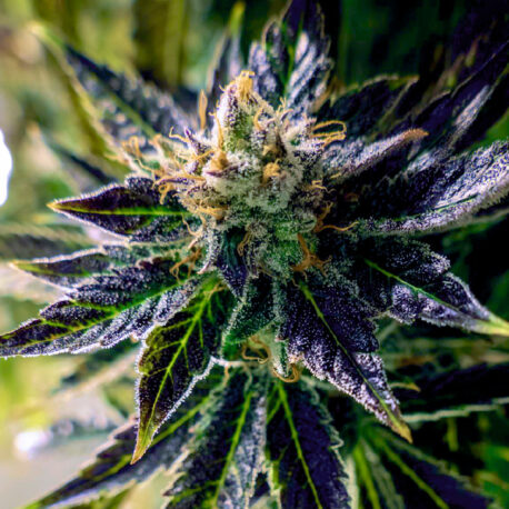 Divine Seeds - Auto Black Opium