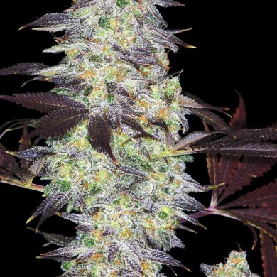 Divine Seeds - Auto Kabul