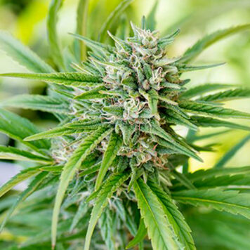 Divine Seeds - CBD Angel
