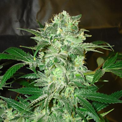 Divine Seeds - Mazar