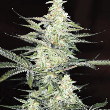 Divine Seeds - Opium