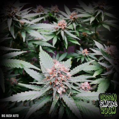 Green Smoke Room Seeds - Big Bush Auto