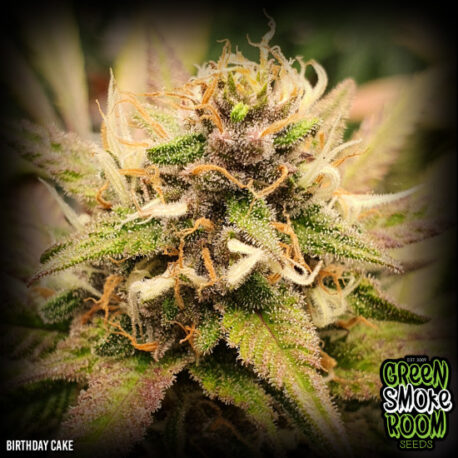 Green Smoke Room Seeds - Birthday Cake