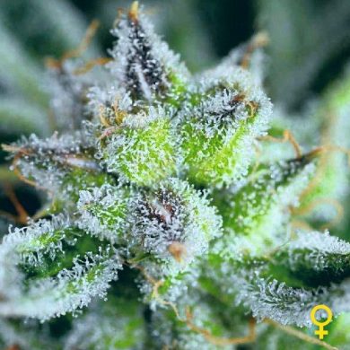 Divine Seeds - Auto Fractal