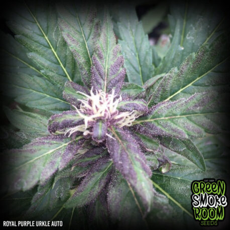 Green Smoke Room Seeds Royal Purple Urkle