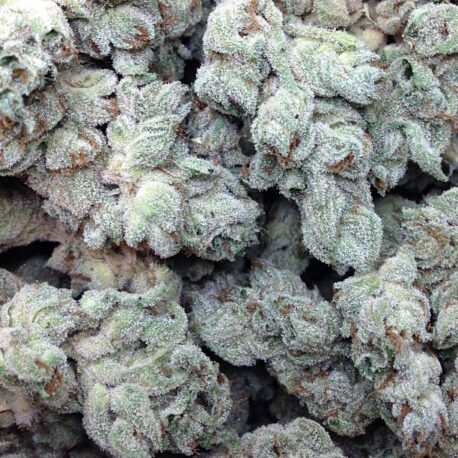 Freedom of Seeds - Hash Lover (Single) - Image 2