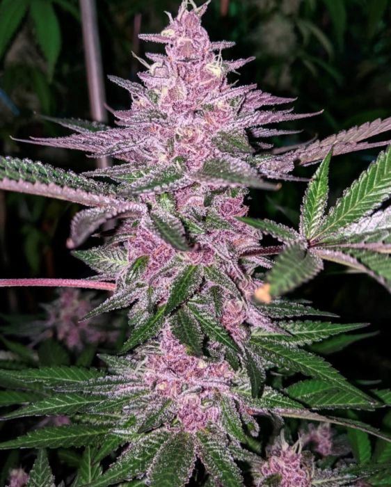 Oni Seed Co - Sour Trop BX1 (15-Pack)