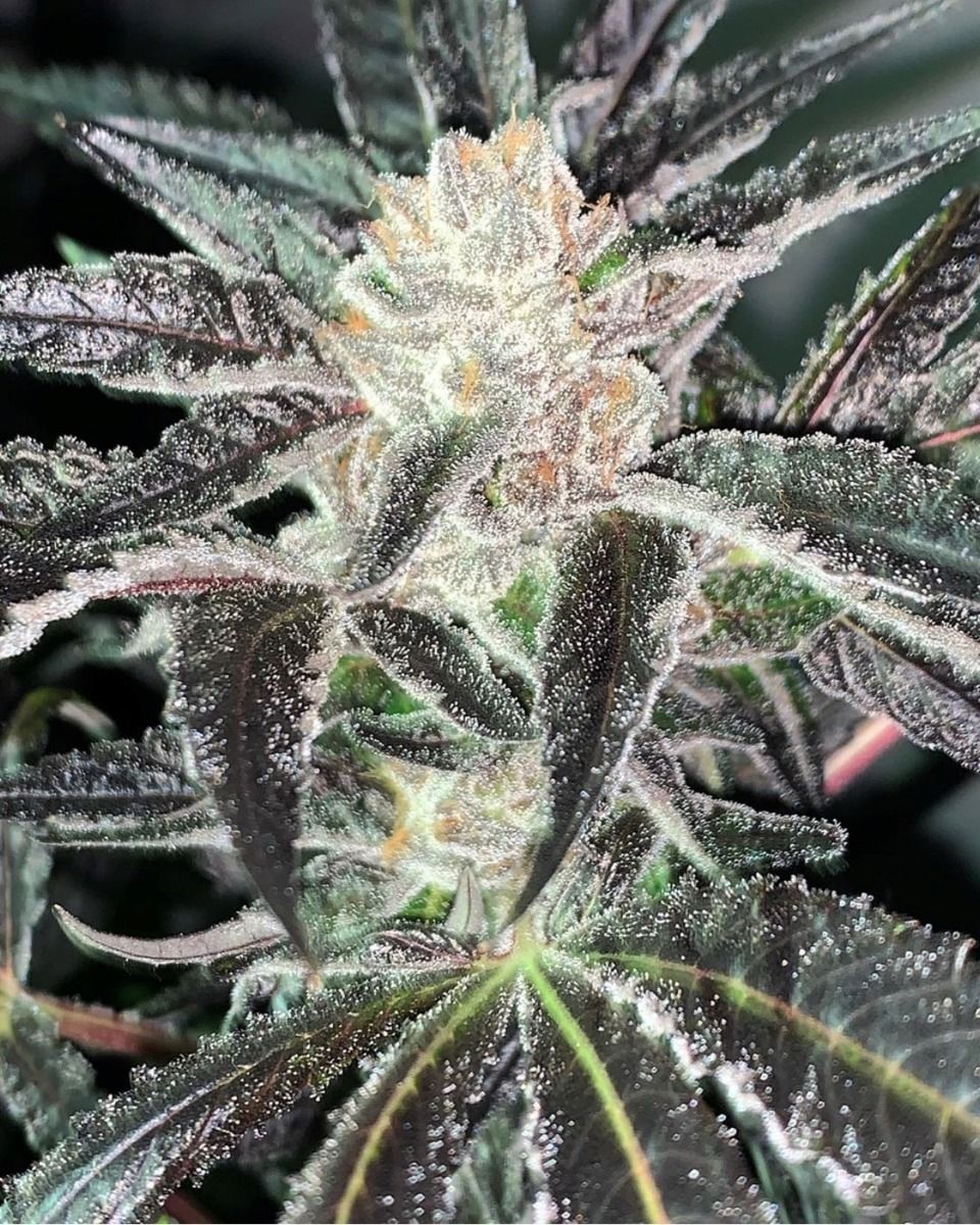 Oni Seed Co - Strawberry Diesel Cookies (15-Pack)