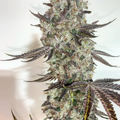 In House Genetics - Twisted Pie Regular (Single)