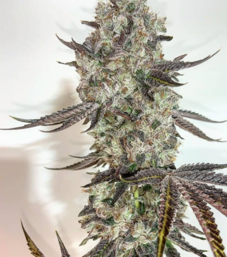 In House Genetics - Twisted Pie Regular (Single)