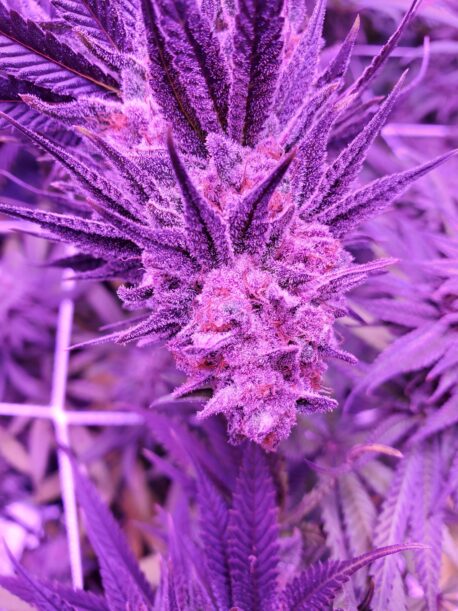 In House Genetics - Tart Pops (5-Pack)