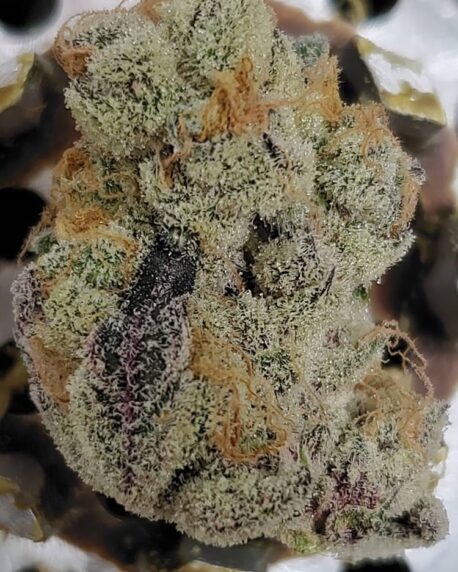 In House Genetics - Platinum Gushers (5-Pack) - Image 2
