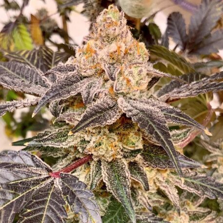 In House Genetics - Platinum Gushers (5-Pack)