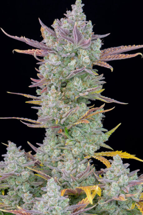 Fastbuds Seeds Gorilla Cookies