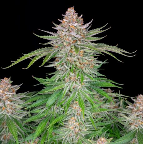 Fastbuds Seeds - Strawberry Pie Auto (Single)