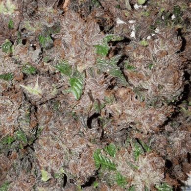 Garden of Green - Phantom Cookies Domina