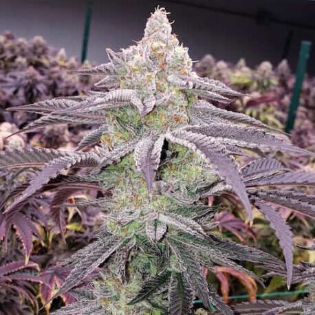 Ethos Genetics - Colin OG Rbx