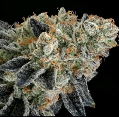 Ethos Genetics - End Game Rbx EC#4 Line