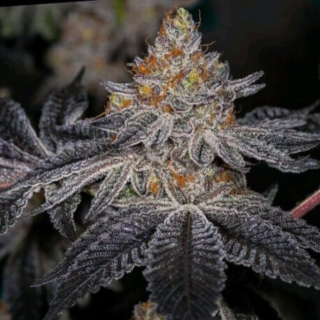 Ethos Genetics - End Game Rbx "The Punch Line"