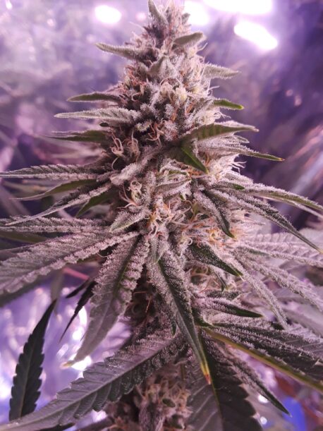 Ethos Genetics - Lilac Diesel Rbx2