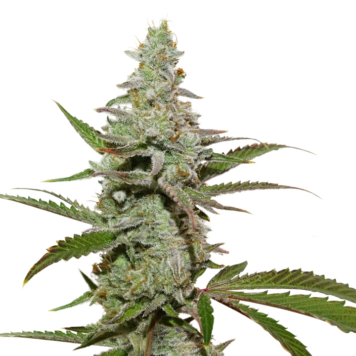 Dutch Passion - Amsterdam Amnesia