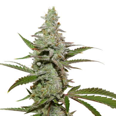 Dutch Passion - Amsterdam Amnesia