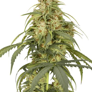 Dutch Passion - Auto CBD-Victory