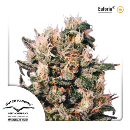 Dutch Passion – Euforia