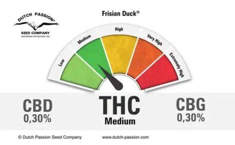 Dutch Passion - Frisian Duck - Image 2