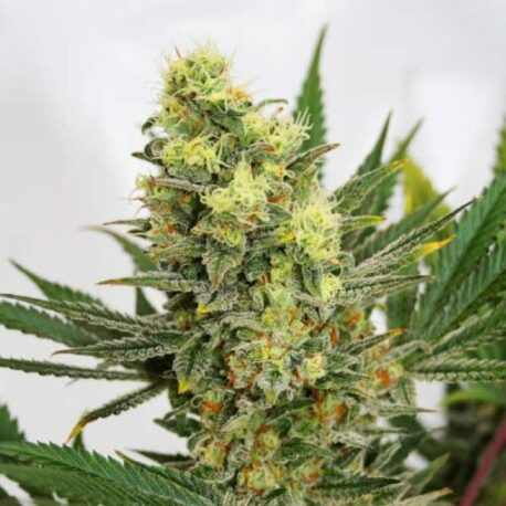 Garden of Green - Pineapple Amnesia (5-Pack) + 3 Free