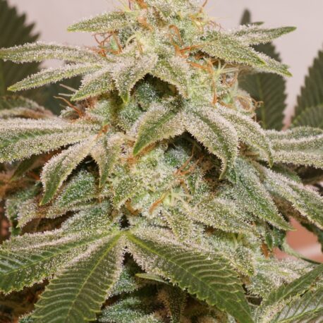 Dutch Passion - Sugar Bomb Punch