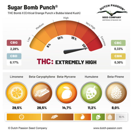 Dutch Passion - Sugar Bomb Punch - Image 2