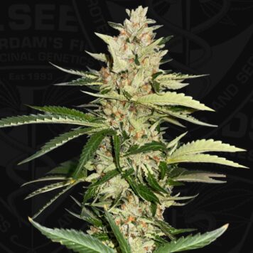T.H. Seeds Banana Candy Krush