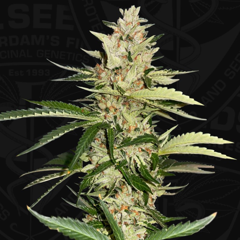 T.H. Seeds Banana Candy Krush