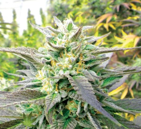 Emerald Triangle Seeds - Blueberry Headband (Single)
