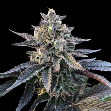 DNA Genetics Gelato Sorbet