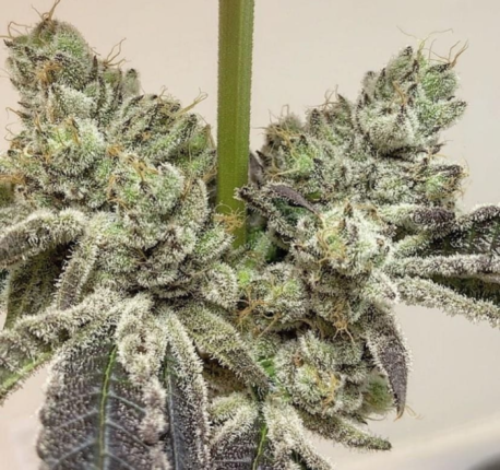 In House Genetics - Slurmint IX Regular (Single)