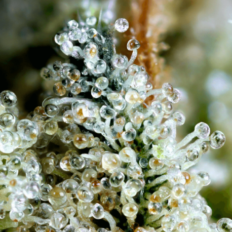 Divine Seeds - Big Bang
