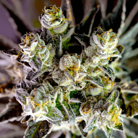 Divine Seeds - Candy