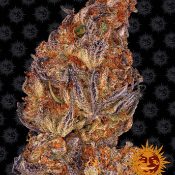 Barney's Farm - Runtz Auto