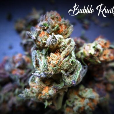 Tastebudz Seeds - Bubble Runtz (5-Pack)