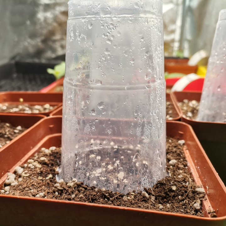 Germinating Cannabis Seeds Hack