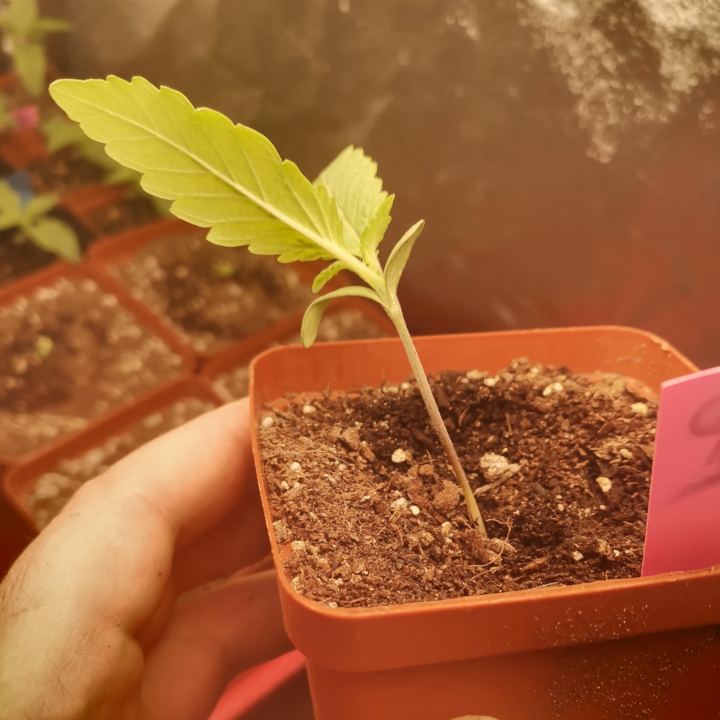 Cannabis Light-Stretch