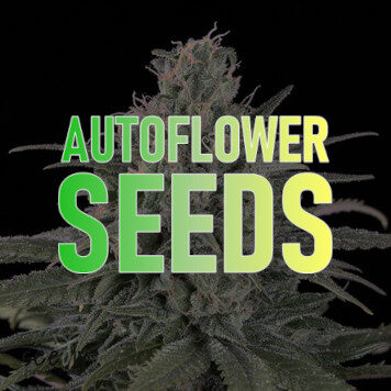 Taste, aroma and taste of best autoflowering seeds cannabis